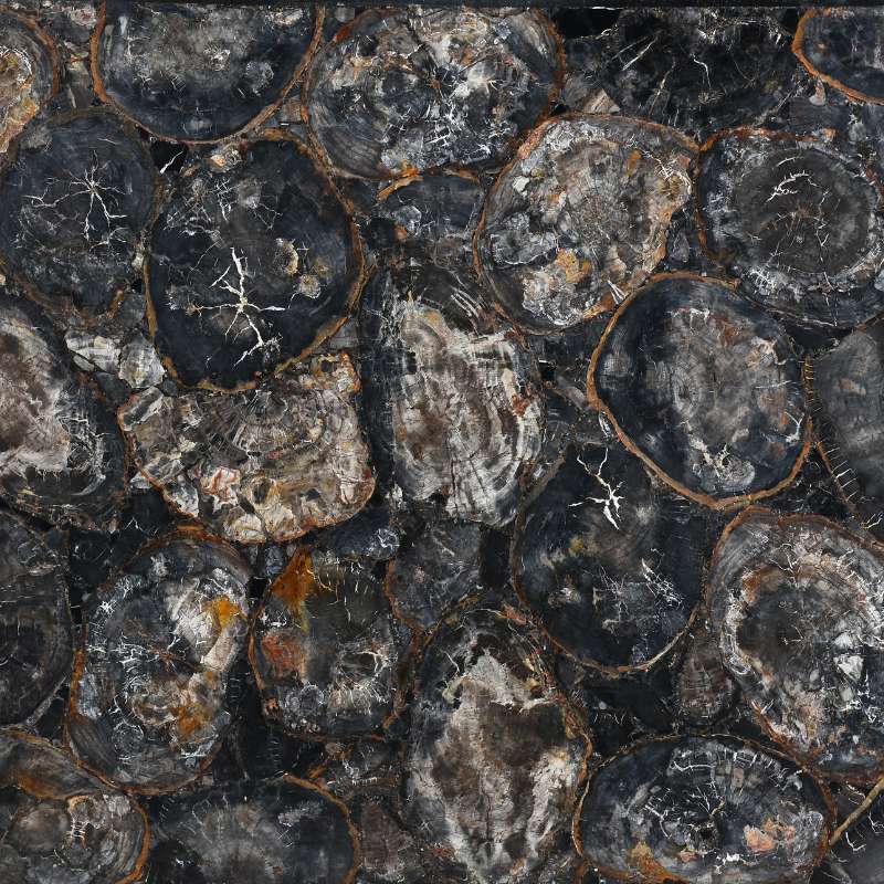 Black Petrified Wood natural stone by Valiant
