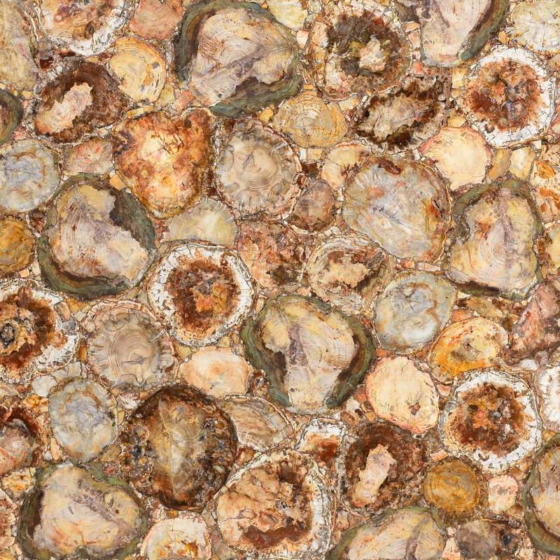 Petrified Wood natural stone by Valiant
